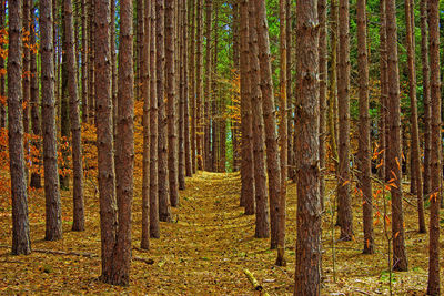 Pine trees in forest during sunset