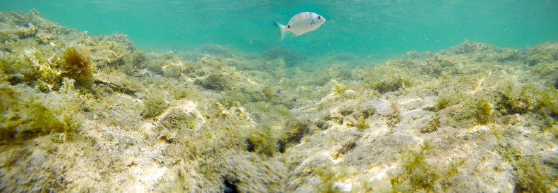 View of fish underwater