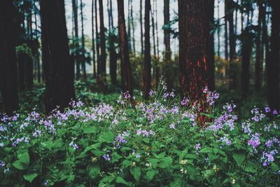 Purple flowers on tree