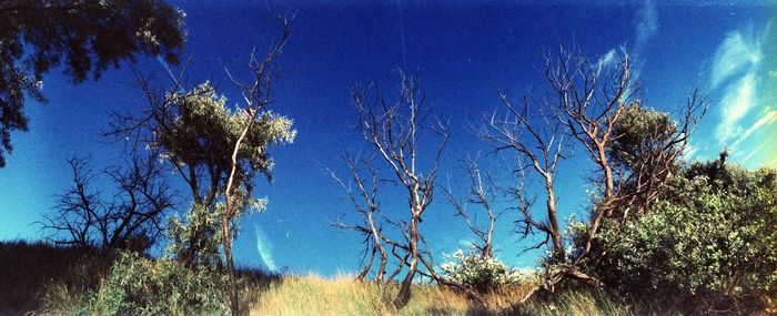 Low angle view of trees against blue sky