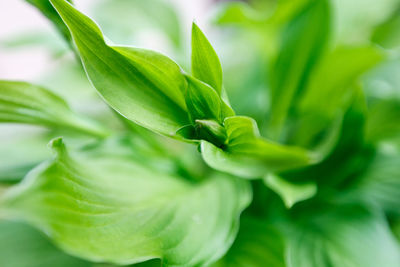 Close-up of fresh green plant