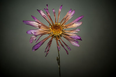 Close-up of purple flower