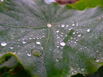 Close-up of water drops on leaf