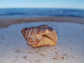 Close-up of shell on beach