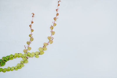 Close-up of plant against white background