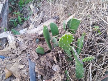 High angle view of succulent plant on field