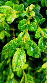 Close-up of water drops on leaves