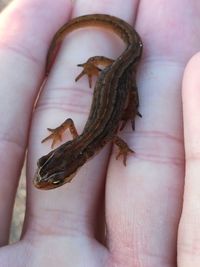 Close-up of hand holding lizard