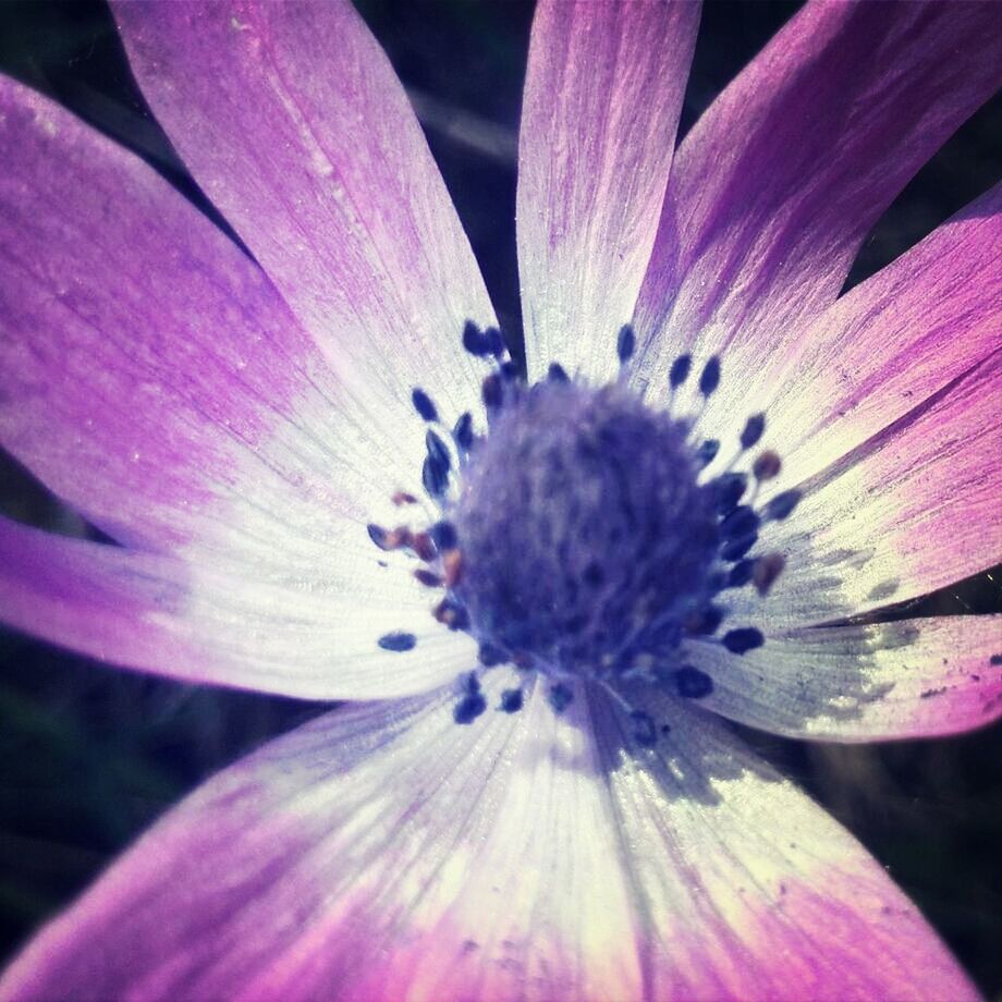 flower, petal, freshness, flower head, fragility, close-up, growth, beauty in nature, single flower, stamen, pollen, nature, macro, blooming, in bloom, purple, blossom, selective focus, pink color, plant