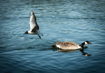 Seagulls flying over lake