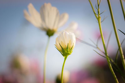 Vintage cosmos flowers