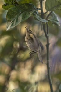 Close-up of bird perching on branch