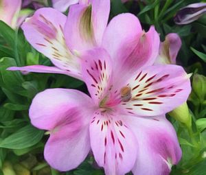 Close-up of pink flower