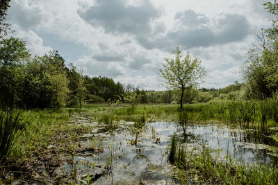 Scenic view of swamp by pond against sky