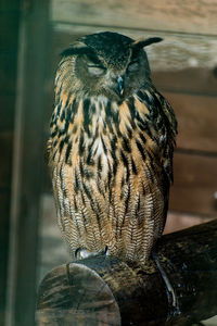 Close-up of owl perching