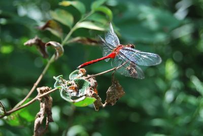 Close-up of insect on flower