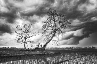 Bare tree on field against sky