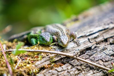 Close-up of lizard on wood
