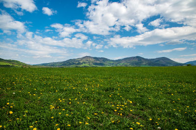 Scenic view of grassy field against sky