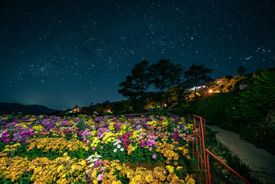 Beautiful flowers blloms under the starry skies at northern blossoms, atok, benguet, philippines.