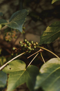 Close-up of berries growing on tree