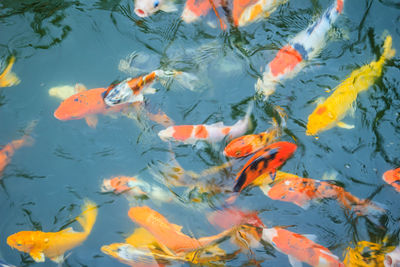 High angle view of koi carps swimming in pond