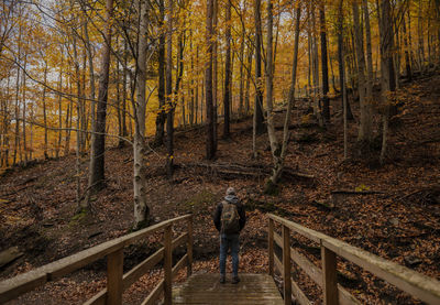 Portrait of adult man standing on wooden bridge in beech forest, tejera negra, guadalajara, spain