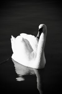 Close-up of swan swimming in lake