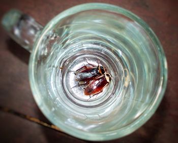 High angle view of cockroaches in glass