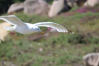 Seagull flying over a land