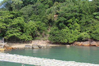 Scenic view of lake in forest