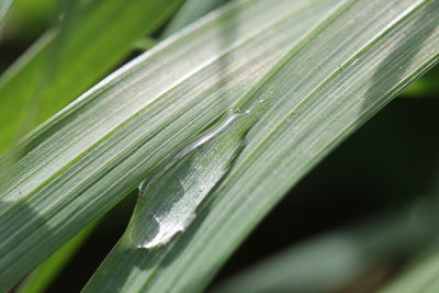 Close-up of fresh green leaf