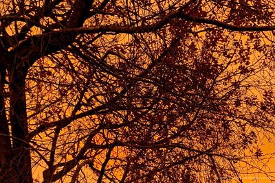 Low angle view of bare tree during autumn