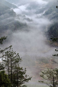 Scenic view of forest against sky