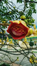 Close-up of fruits on tree