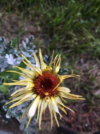 Close-up of yellow flower