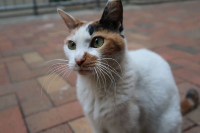 Close-up portrait of cat