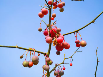 Low angle view of fruits on tree against sky