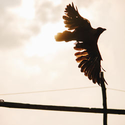 Low angle view of eagle flying against sky
