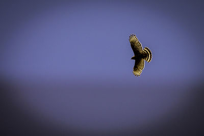 Low angle view of eagle flying in sky