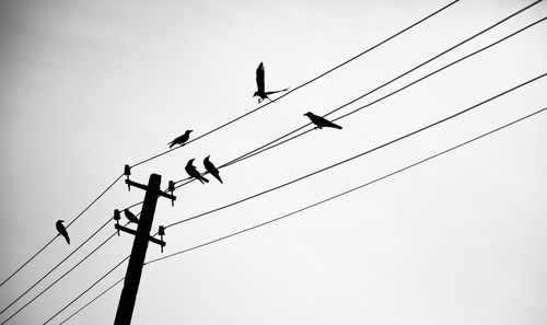 Low angle view of birds perching on power lines against clear sky