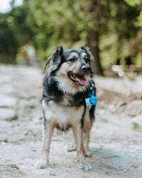 Portrait of dog running on street