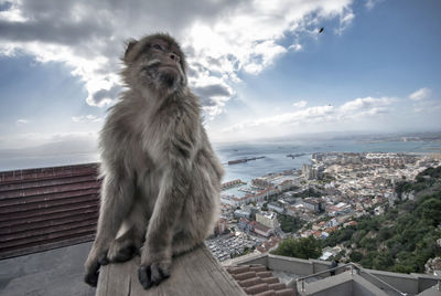 Portrait of a monkey on city against sky