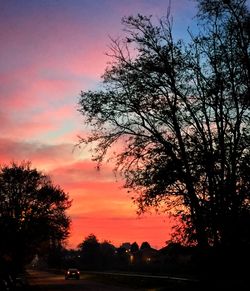 Silhouette of trees at sunset