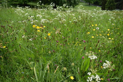 Flowers blooming in field