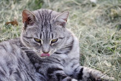 Close-up portrait of a cat