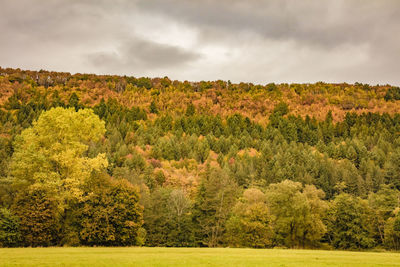 Scenic view of trees growing on field against sky