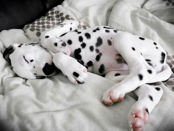 Dalmatian dog sleeping on bed at home