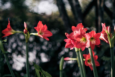 Close-up of red flowers blooming outdoors