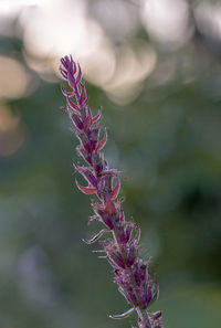 Close-up of purple flowering plant